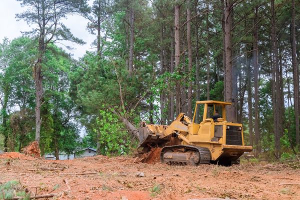 Cost of Forestry Clearing in Doylestown