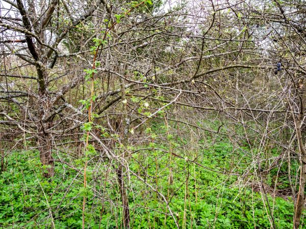 Underbrush Clearing in Doylestown