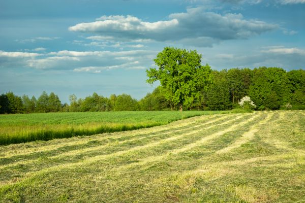 Cost of Vegetation Removal in Doylestown