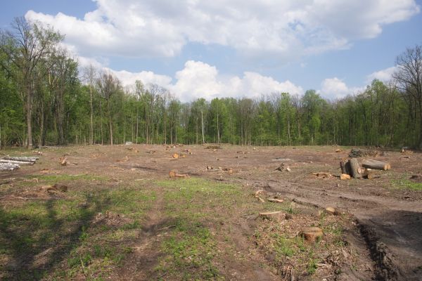 Cost of Pasture Clearing in Doylestown