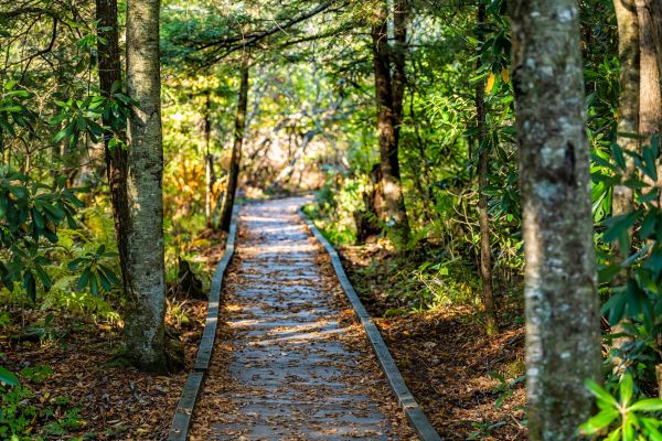 Cost of Trail Clearing in Doylestown